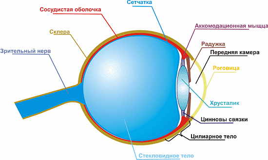 Рисунок 2. Строение глаза